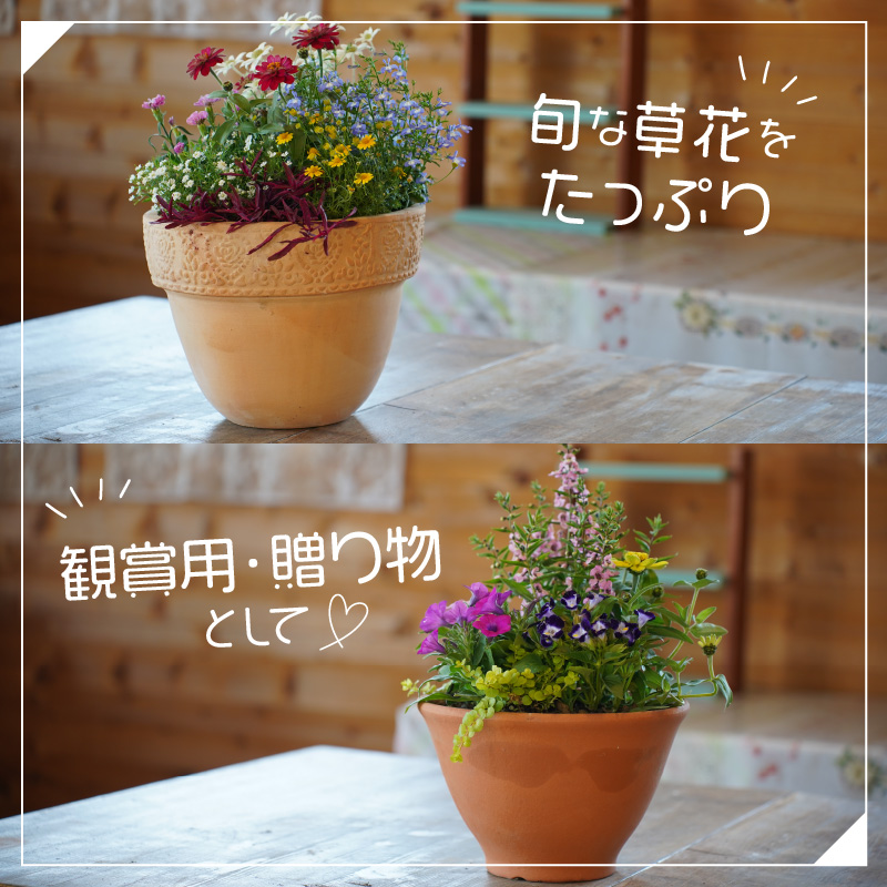 季節の花の寄せ植え 38cm鉢【005B-003】 / 大阪府泉南市 | セゾンの