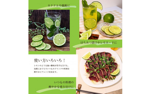 TSF001-1　タヒチライム 約1.5kg ライム 国産 種なし 柑橘類 かんきつ類 防腐剤不使用 ノーワックス 新鮮 冷蔵 家庭用 果物 くだもの フルーツ 芸西村 高知県産