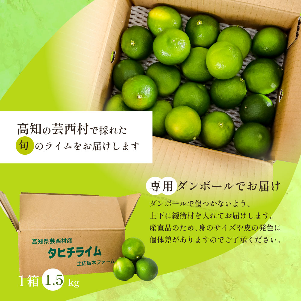 TSF001-1　タヒチライム 約1.5kg ライム 国産 種なし 柑橘類 かんきつ類 防腐剤不使用 ノーワックス 新鮮 冷蔵 家庭用 果物 くだもの フルーツ 芸西村 高知県産