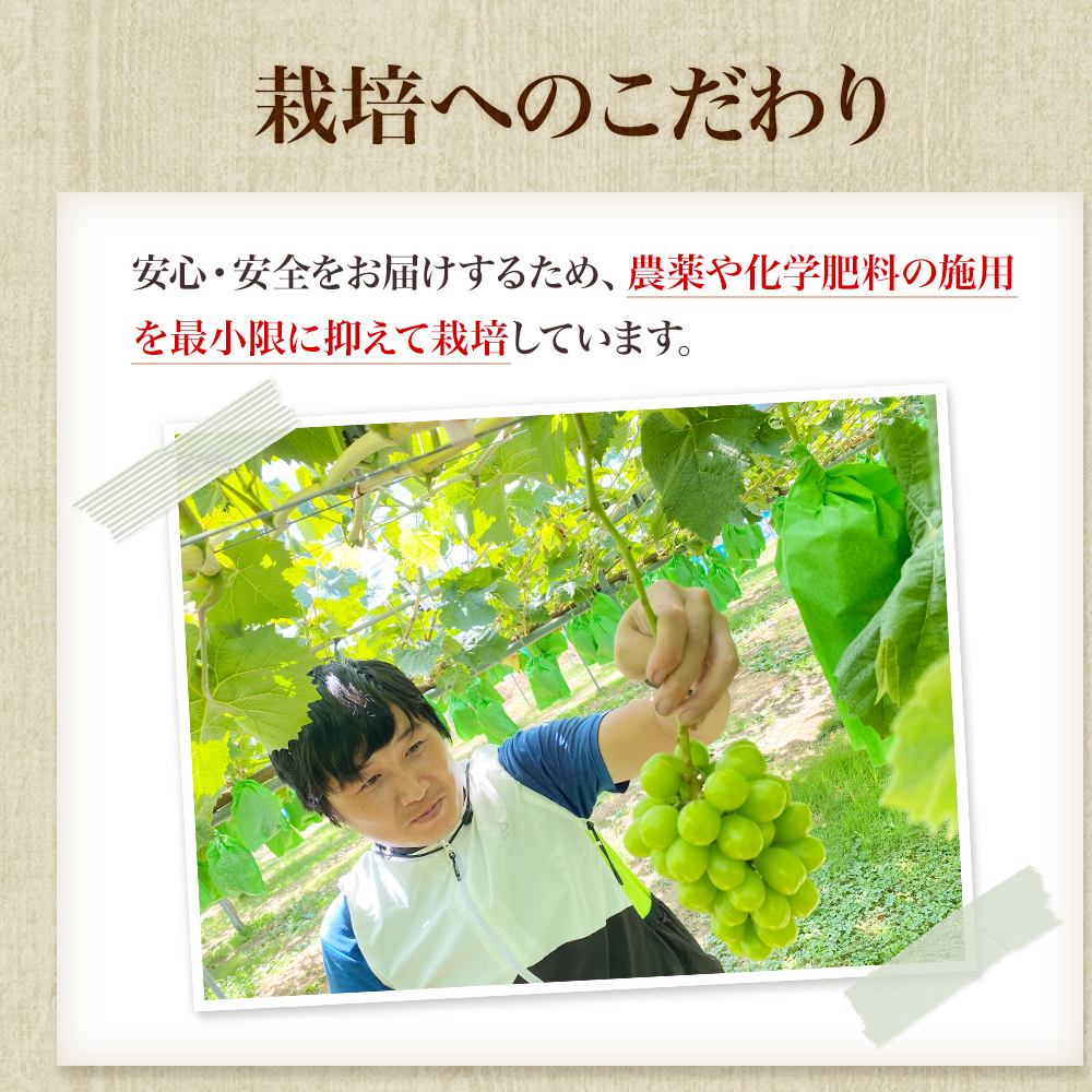 先行予約 甘く食べやすい シャインマスカット 2房（1房 600～700g）＜出荷時期：2025年9月下旬～10月上旬ごろ＞数量限定 期間限定 果物 フルーツ ぶどう ブドウ マスカット