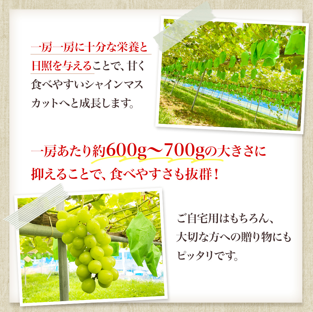先行予約 甘く食べやすい シャインマスカット 2房（1房 600～700g）＜出荷時期：2025年9月下旬～10月上旬ごろ＞数量限定 期間限定 果物 フルーツ ぶどう ブドウ マスカット