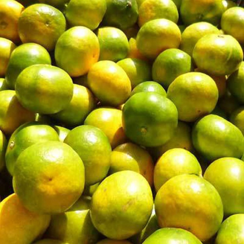 【先行予約】こだわりの極早生みかん 約7.5kg 農家直送 有機質肥料100% サイズ混合 ｜ みかん 極早生 早生 柑橘 果物 くだもの 果実 フルーツ 和歌山 有田