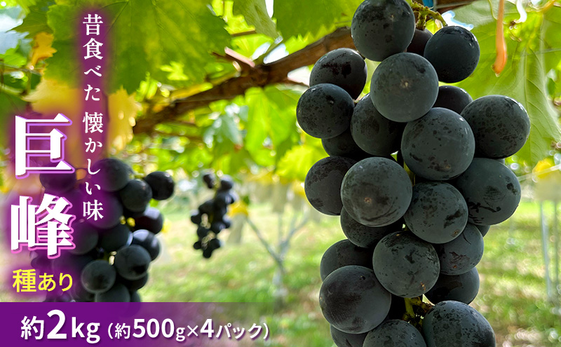 種あり巨峰 約2kg 2026年9月中旬～10月下旬頃出荷予定【安心安全 こだわりの栽培方法 除草剤不使用 栽培期間中 ネオニコチノイド系農薬不使用 化学合成肥料不使用】 
