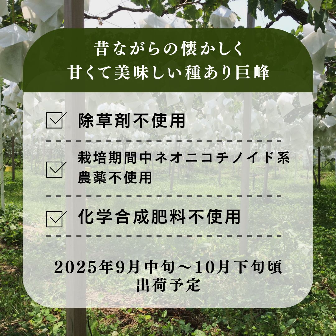 種あり巨峰 約2kg 2026年9月中旬～10月下旬頃出荷予定【安心安全 こだわりの栽培方法 除草剤不使用 栽培期間中 ネオニコチノイド系農薬不使用 化学合成肥料不使用】 
