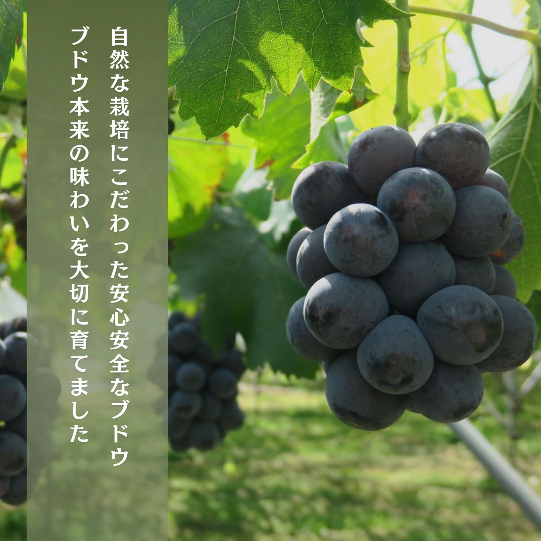 種あり巨峰 約2kg 2026年9月中旬～10月下旬頃出荷予定【安心安全 こだわりの栽培方法 除草剤不使用 栽培期間中 ネオニコチノイド系農薬不使用 化学合成肥料不使用】 