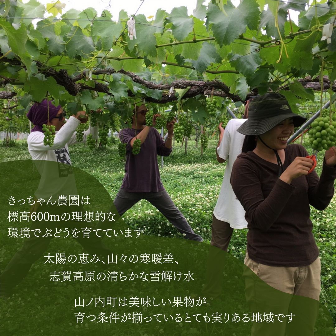 種あり巨峰 約2kg 2026年9月中旬～10月下旬頃出荷予定【安心安全 こだわりの栽培方法 除草剤不使用 栽培期間中 ネオニコチノイド系農薬不使用 化学合成肥料不使用】 