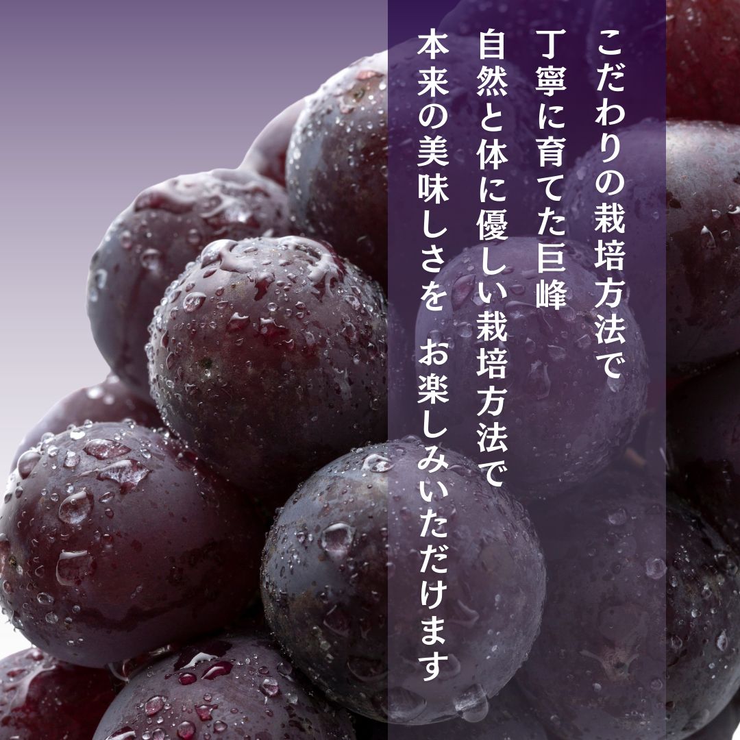 種あり巨峰 約2kg 2026年9月中旬～10月下旬頃出荷予定【安心安全 こだわりの栽培方法 除草剤不使用 栽培期間中 ネオニコチノイド系農薬不使用 化学合成肥料不使用】 