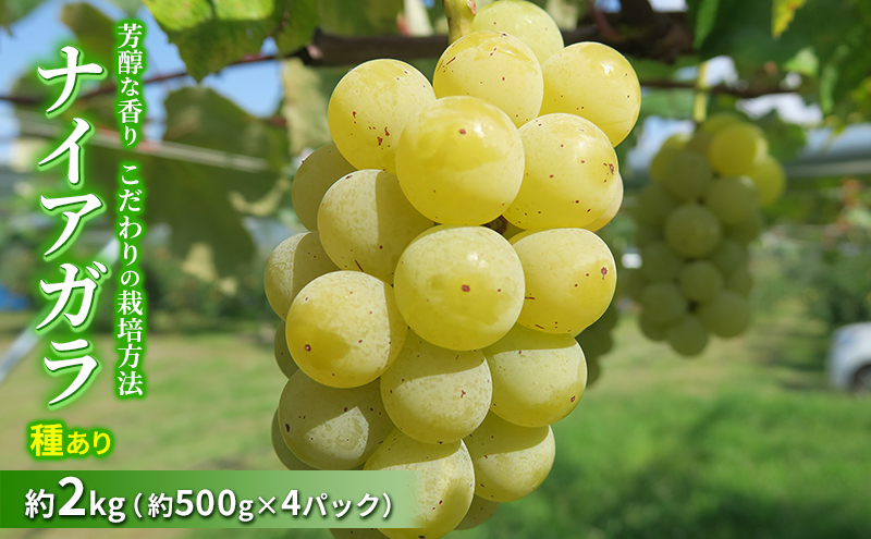 種ありナイアガラ 約2kg 2026年9月中旬～10月下旬頃出荷予定【安心安全 こだわりの栽培方法 除草剤不使用 栽培期間中 ネオニコチノイド系農薬不使用 化学合成肥料不使用】 