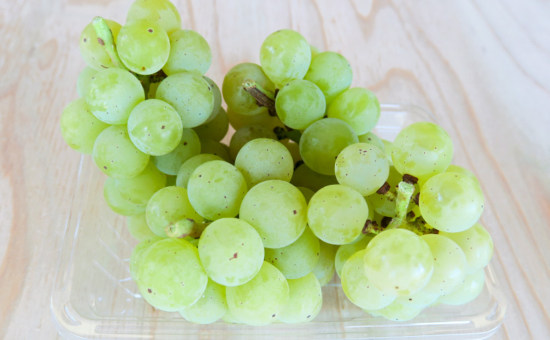 種ありナイアガラ 約2kg 2026年9月中旬～10月下旬頃出荷予定【安心安全 こだわりの栽培方法 除草剤不使用 栽培期間中 ネオニコチノイド系農薬不使用 化学合成肥料不使用】 