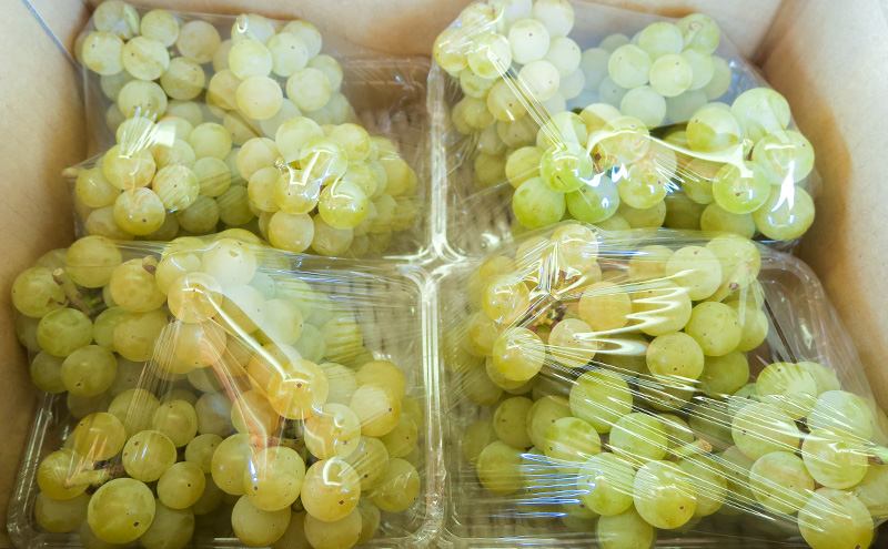 種ありナイアガラ 約2kg 2026年9月中旬～10月下旬頃出荷予定【安心安全 こだわりの栽培方法 除草剤不使用 栽培期間中 ネオニコチノイド系農薬不使用 化学合成肥料不使用】 