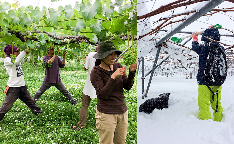 種ありナイアガラ 約2kg 2026年9月中旬～10月下旬頃出荷予定【安心安全 こだわりの栽培方法 除草剤不使用 栽培期間中 ネオニコチノイド系農薬不使用 化学合成肥料不使用】 