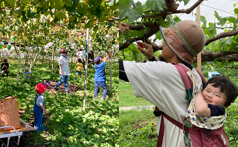 種ありナイアガラ 約2kg 2026年9月中旬～10月下旬頃出荷予定【安心安全 こだわりの栽培方法 除草剤不使用 栽培期間中 ネオニコチノイド系農薬不使用 化学合成肥料不使用】 