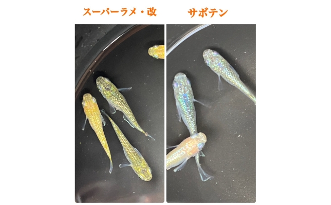 ガーガメル　ザコラン　ラメ入り成形 今年も購入したガーガメルさんの福袋①は 大好きなメカザゴラン