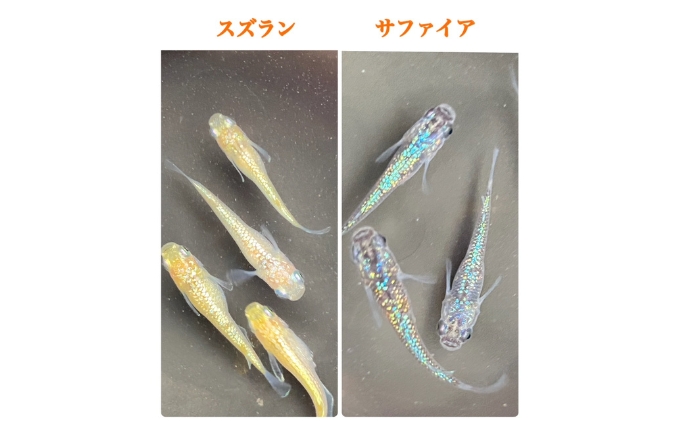 菊まるめだかの【ラメラメめだか３種セット】計15匹 生き物 生体 魚 観賞魚 アクアリウム サファイア サボテン サボラメ スズラン スーパーラメ 改 天界 若魚 