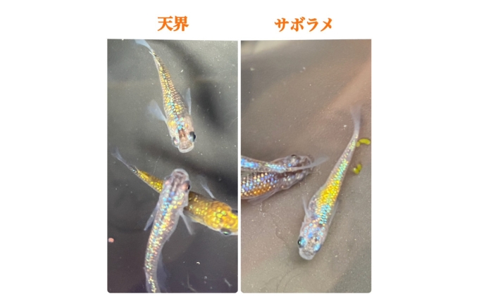 菊まるめだかの【ラメラメめだか3種セット】計15匹 生き物 生体