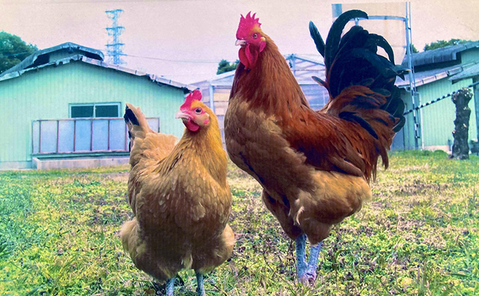 生きいき！　名古屋コーチン お肉 鶏肉 