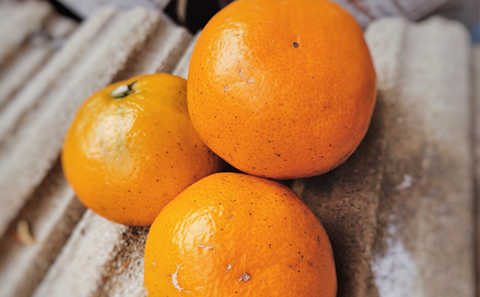 くずバー南濃みかん12本セットC お菓子 アイス ジェラート シャーベット アイスキャンディー 