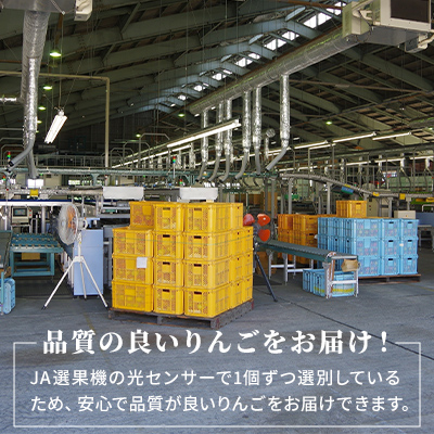 長野県小諸市のふるさと納税 サンふじ りんご 家庭用 約10kg  長野県産 果物類 林檎 りんご リンゴ フルーツ 小諸市