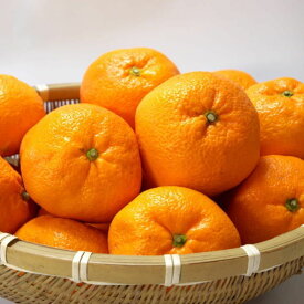 ZD92069_エコファーマーのこだわり 有田みかん 10kg (サイズ混合・秀・優品)【数量限定】