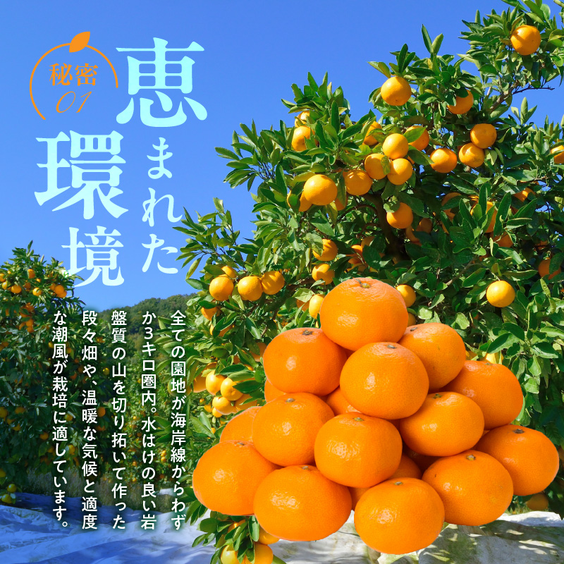 V7454_【2026年先行予約】田村みかん／特選ギフト品3kg【サイズ指定なし】