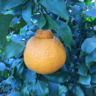 ZE6108n_【2026年先行予約】有田の不知火(しらぬひ) 【訳あり　家庭用】7.5kg 小玉（ S～Lサイズ混合）まごころ手選別