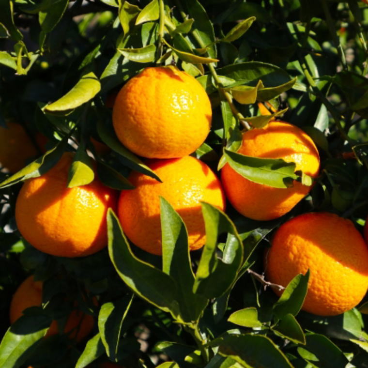 ZD6058n_【2026年先行予約】【濃厚】有田の 不知火 (デコポン) 約5kg（18玉～28玉おまかせ）