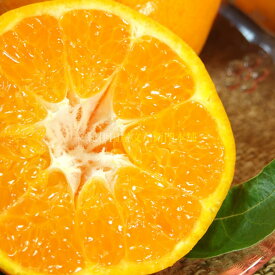 ya̎RLcS󒬁zV7408_͂ [4kg] a̎RLcY t݂ (ʎTCY܂) t݂ Iɍq{