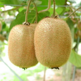 ZD6233n_【2026年先行予約】有田でとれた 完熟 キウイフルーツ 2kg (M～3Lサイズ混合)