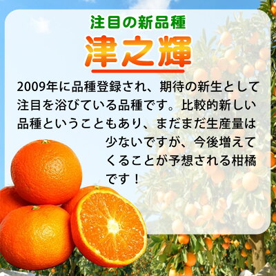 津之輝 つのかがやき みかん 10kg 佐賀県唐津　訳あり品 送料無料 紅姫ものがたり 津之輝 つのかがやき みかん 秀 約1.9