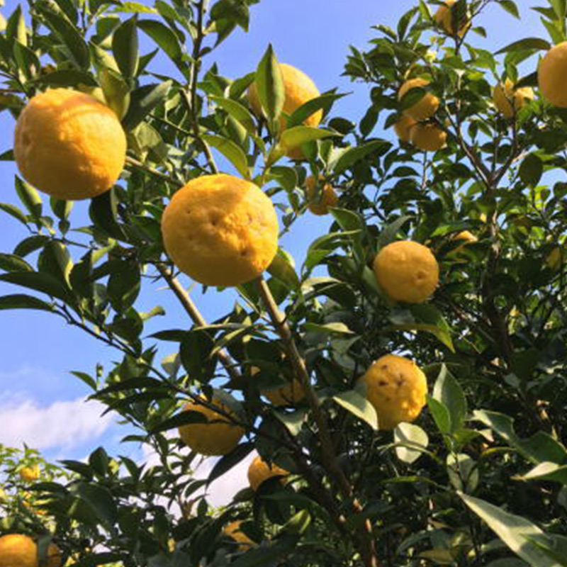 AB7034n_【国産】紀州和歌山の ご家庭用 訳あり 柚子 (ゆず) 約1kg