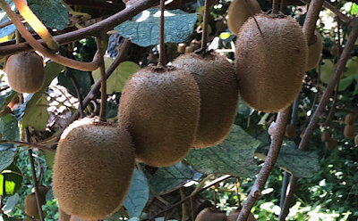 ZE6362n_【2026年先行予約】キウイフルーツ 約 1.2kg M ～ 4Lサイズ 混合 手選別 キウイ グリーンキウイ 人気 フルーツ 果物 果肉 ジューシー 葉酸 妊婦 ビタミンC ビタミンE 栄養満点 栄養補給 鮮やか 国産 あしのや 産地直送 お取り寄せ 和歌山県 湯浅町 送料無料 