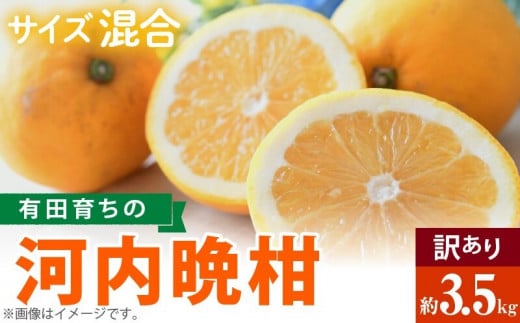 【和歌山県有田郡湯浅町】AB7041n_【2026年先行予約】有田育ちの 河内晩柑 【訳あり 家庭用】3.5kg (サイズ混合)【ミカン 蜜柑 灘オレンジ サウスオレンジ 柑橘 フルーツ 和歌山 有田】