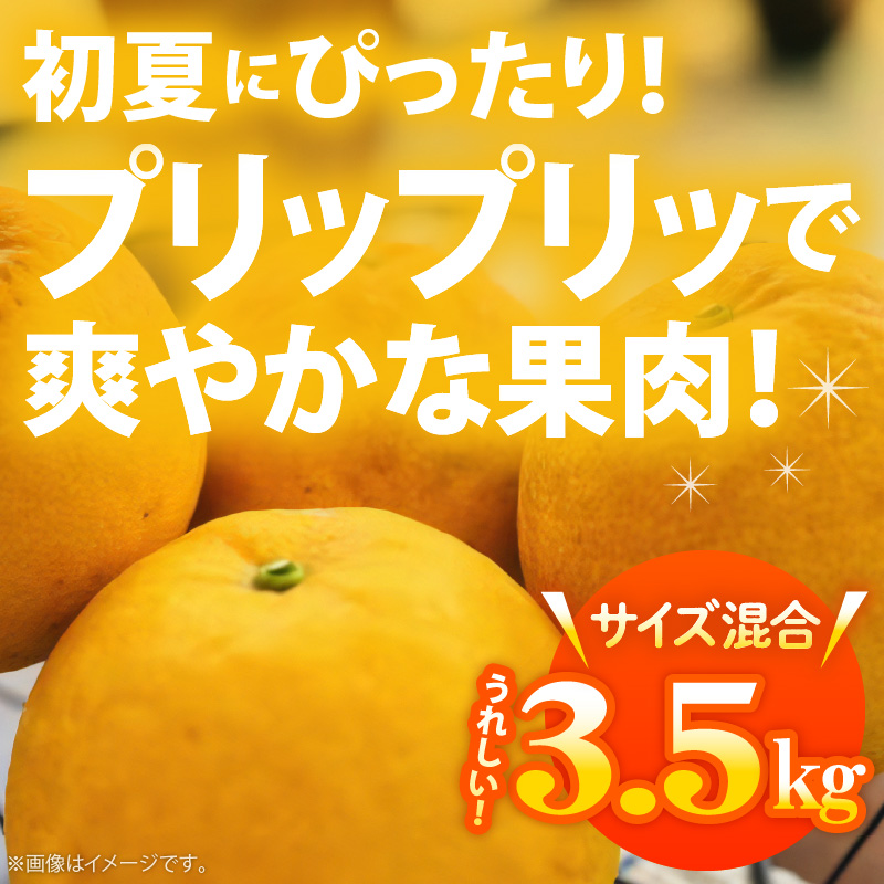 AB7041n_【2026年先行予約】有田育ちの 河内晩柑 【訳あり 家庭用】3.5kg (サイズ混合)【ミカン 蜜柑 灘オレンジ サウスオレンジ 柑橘 フルーツ 和歌山 有田】