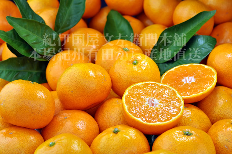 V7442_田村みかん／特選ギフト品10kg【Lサイズ】赤秀／紀州和歌山有田郡湯浅町田村地区産／最高級プレミアムブランドの田村ミカン／紀伊国屋文左衛門本舗(お届け日指定不可) 