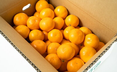 ZT6201n_赤秀 有田みかん 2kg 2S～Mサイズ おまかせ 手作業 新鮮 濃厚 甘み ほどよい 酸味 バランス 有田 みかん 温州みかん フルーツ 果物 柑橘 国産 食品 食べ物 おやつ デザート フレッシュ 産地直送 お取り寄せ 和歌山県 湯浅町 送料無料