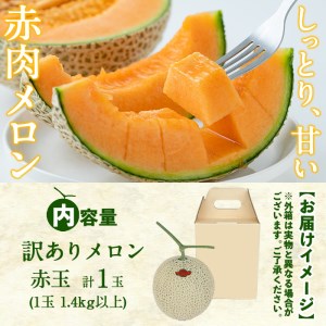 鹿児島県志布志市のふるさと納税 【春限定・数量限定】牧さんの訳ありメロン 赤玉(赤肉)1玉 a1-057-s