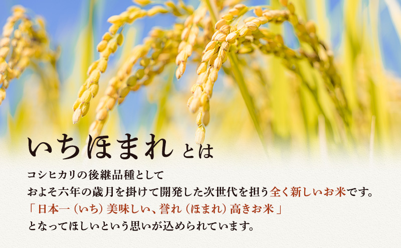 米 いちほまれ 10kg 新米 精米 白米 お米 米 おこめ こめ コメ ご飯 ブランド米 令和7年産 福井 福井県 若狭町