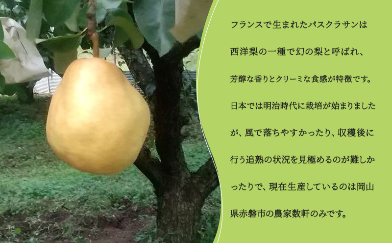 梨 パスクラサン ジャム (3瓶×1箱) 果肉 フルーツスプレッド 西洋梨 なし フルーツ 果物 