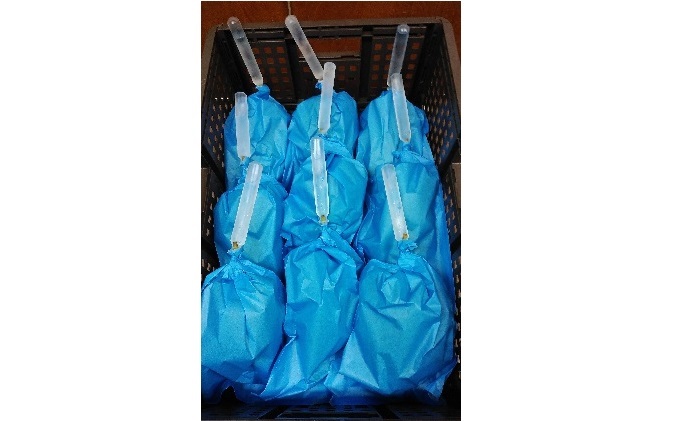 【年内お届け】 シャインマスカット 冷蔵 1kg以上 富山葡萄園 ぶどう 長野 マスカット ブドウ フルーツ 果物 シャイン【 果物類 】 デザート 食後 おやつ 皮ごと 種無し 長野県産 信州 