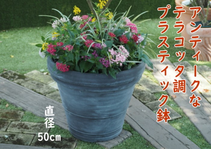 植物 レモン 花 寄植え 特大サイズ レモンの木と季節のお花 寄せ植え ガーデニング 配送不可：北海道、沖縄、離島 