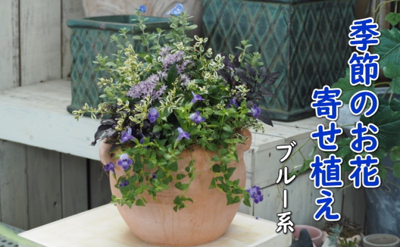 植物 寄せ植え 季節のお花 ブルー系 つぼ丸型 25cm ガーデニング 花 