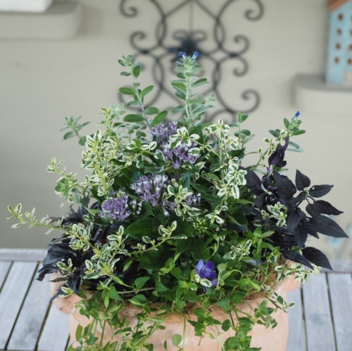 植物 寄せ植え 季節のお花 ブルー系 つぼ丸型 25cm ガーデニング
