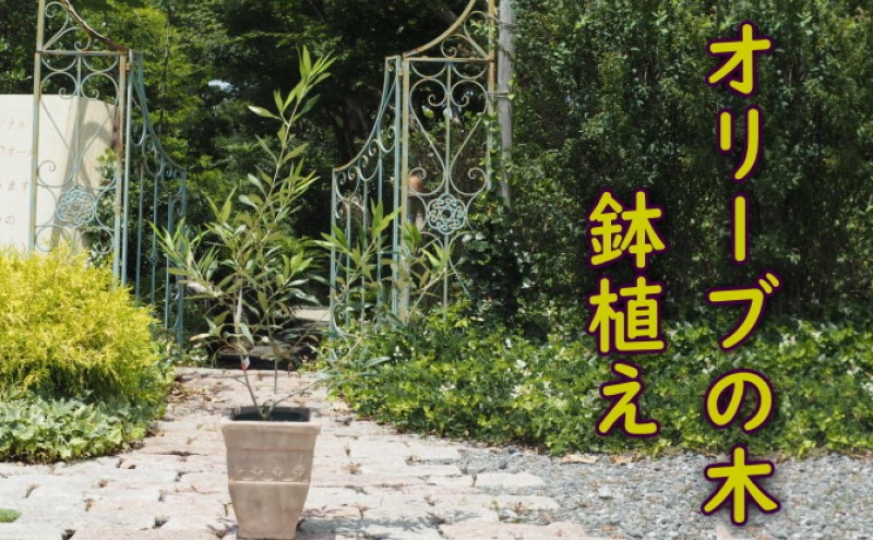 植物 オリーブ 木 鉢植え アンティーク テラコッタ鉢 21cm ガーデニング 