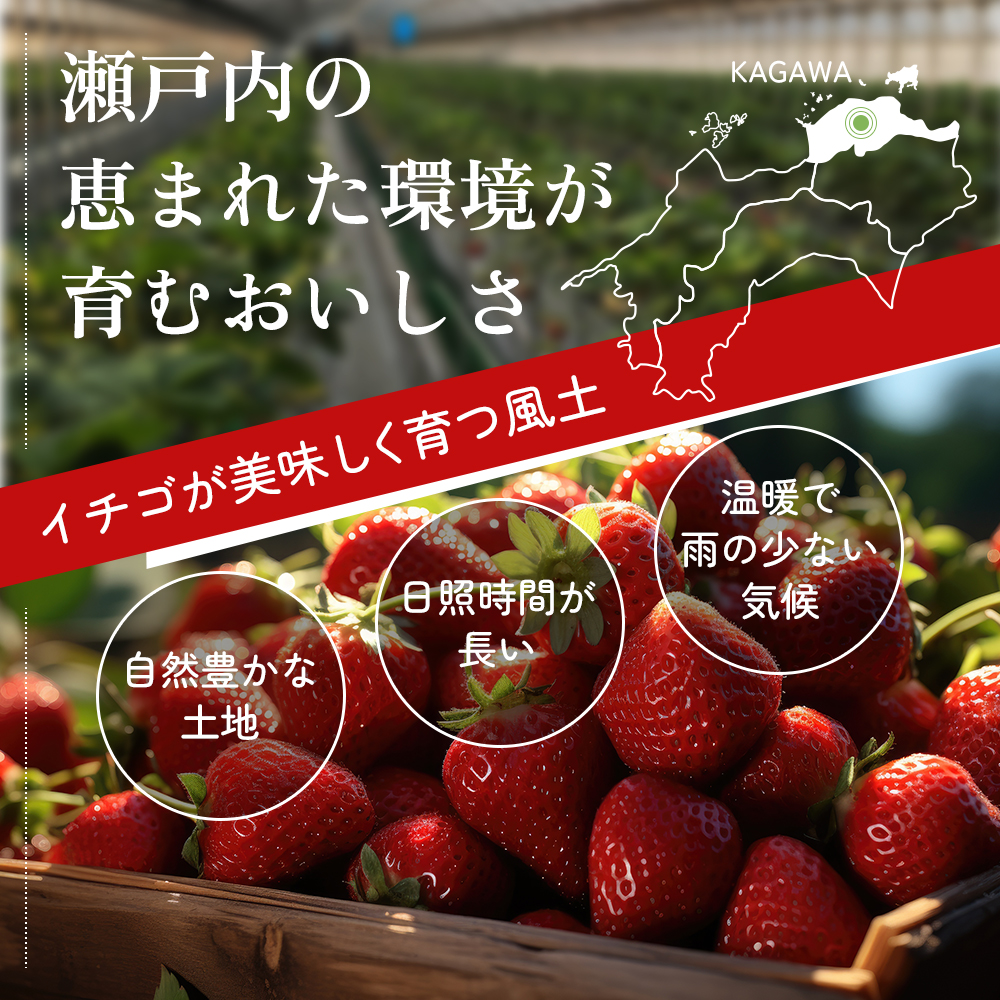 香川県東かがわ市のふるさと納税 いちご 香川県オリジナル品種 さぬきひめ 1kg 香川県産 苺 イチゴ フルーツ 果物 くだもの 旬のフルーツ 旬の果物 大粒 採れたて 冷蔵 香川 香川県 東かがわ市