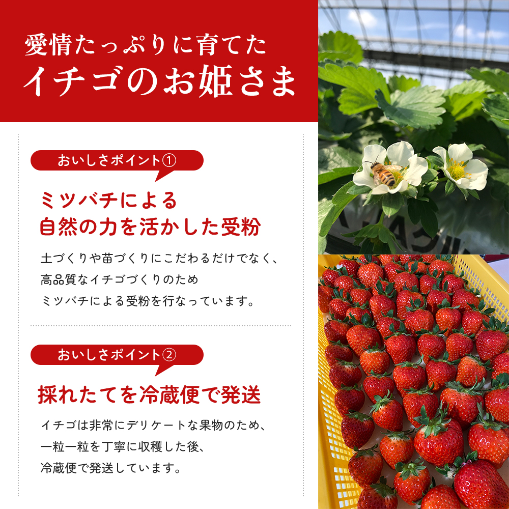 香川県東かがわ市のふるさと納税 いちご 香川県オリジナル品種 さぬきひめ 1kg 香川県産 苺 イチゴ フルーツ 果物 くだもの 旬のフルーツ 旬の果物 大粒 採れたて 冷蔵 香川 香川県 東かがわ市