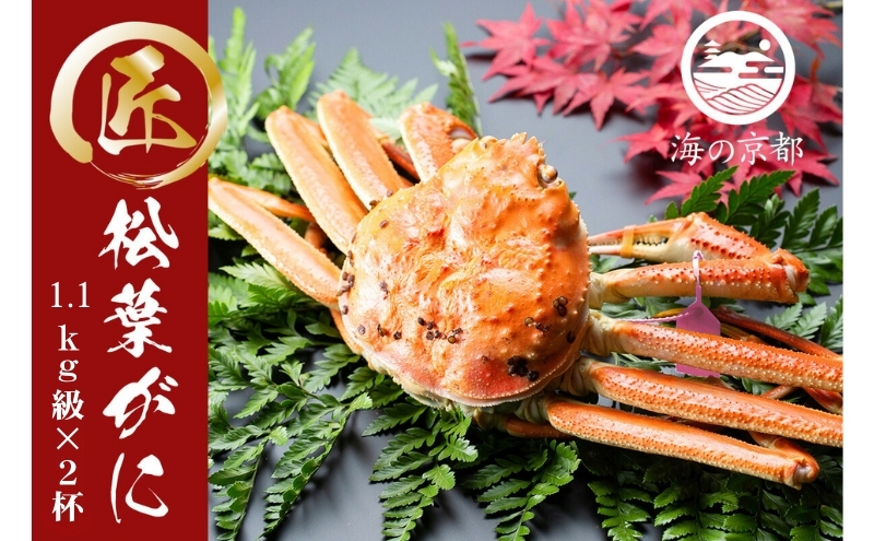茹で松葉蟹 特々大2杯（1,100g級）〈11月中旬～2026年3月末頃発送〉 蟹 カニ かに 松葉蟹 松葉ガニ ズワイガニ ボイル