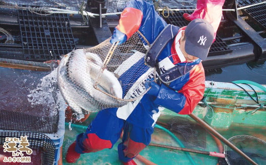 北海道江差町のふるさと納税 北海道産 スモークサーモンと切り身セット ［スモーク100g（50g×2P）&切り身60g×3切れ（個包装）／化粧箱］　王子サーモン　北海道江差産トラウトサーモン　純国産ブランドサーモン『江さしっ子 繁虎』　燻製　鮭切り身　個包装　のし対応可　贈答用　ギフト　お中元　お歳暮　お祝い