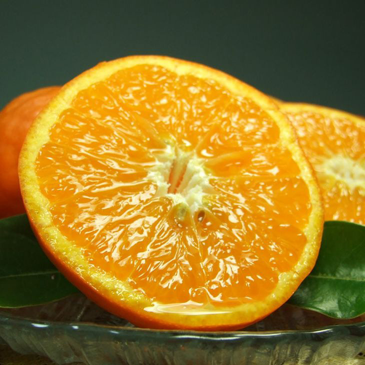 �y�a�̎R���L�c�S���󒬁zV7032_�Z�~�m�[���I�����W ��2.8kg ���󒬓c���Y �t�݂��� �i�ʎ��T�C�Y���܂����j/ �I�ɍ��������q��{��