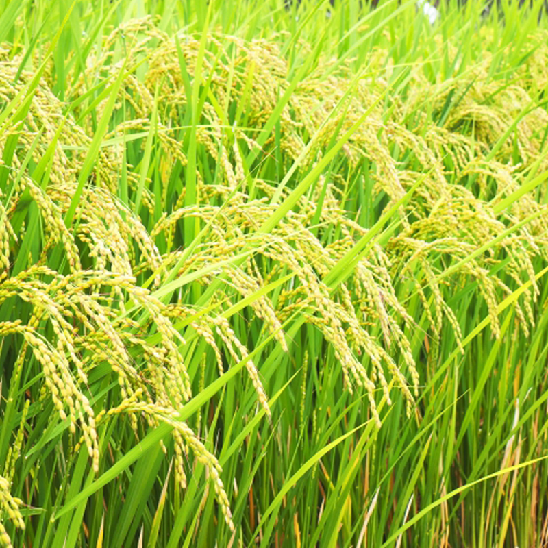 令和6年産 早炊 玄米 きぬむすめ 2kg×4袋  岡山県産　お米 国内産 ご飯 おにぎり お弁当 和食 国産 産地直送 玄米食 玄米の栄養素 