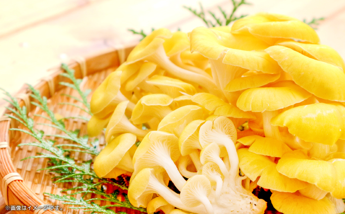 島根県美郷町のふるさと納税 養毛剤　美郷の雫（みさとのしずく）1本（100ml）